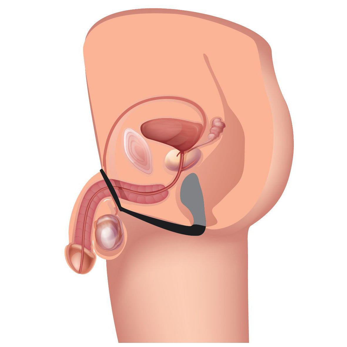 Explorer II Prostate Stimulator And Cock Ring
